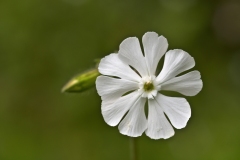 Silene latifolia