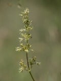 Silene otites