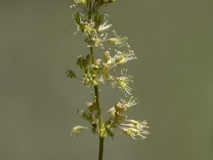 Silene otites