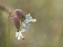 Silene vulgaris
