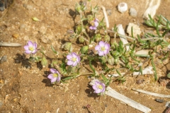 Spergularia media