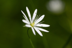 Stellaria graminea