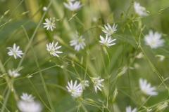 Stellaria graminea