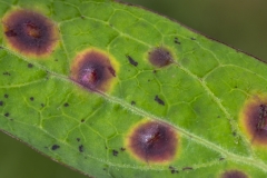 Cystiphora sonchi