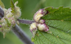 Dasineura urticae