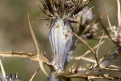 Lasioptera eryngii