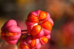 Euonymus europaeus