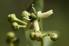 Euonymus europaeus