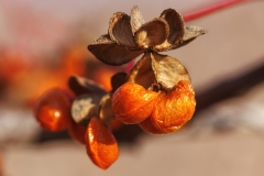 Euonymus europaeus