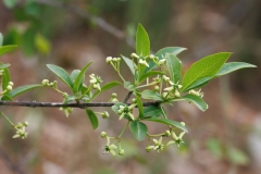 Euonymus europaeus
