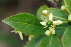 Euonymus europaeus