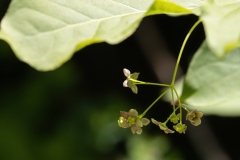 Euonymus latifolia