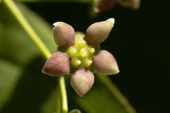 Euonymus latifolia