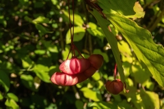Euonymus latifolius