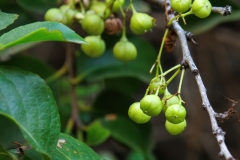 Gymnosporia cassinoides
