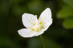 Parnassia palustris