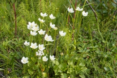 Parnassia palustris