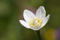 Parnassia palustris