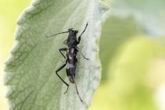 Chlorophorus figuratus
