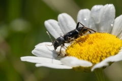 Chlorophorus sartor