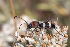 Chlorophorus trifasciatus
