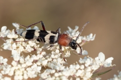 Chlorophorus trifasciatus