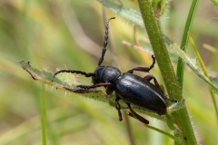 Dorcadion etruscum