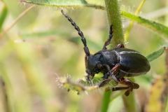 Dorcadion etruscum