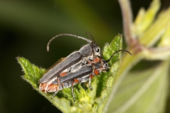 Phytoecia vulneris