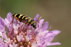 Plagionotus floralis