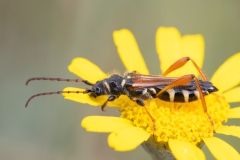 Stenopterus rufus