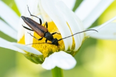 Stenurella melanura