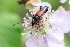 Stenurella bifasciata