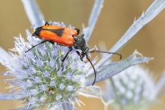 Stictoleptura cordigera