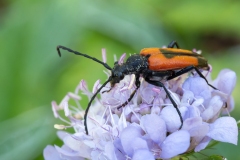 Stictoleptura cordigera