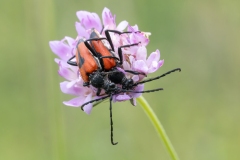 Stictoleptura cordigera