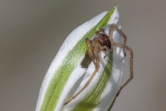 Cheiracanthium erraticum