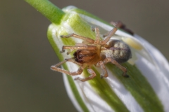 Cheiracanthium erraticum