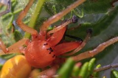Cheiracanthium punctorium