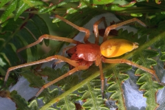 Cheiracanthium punctorium
