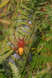 Cheiracanthium punctorium
