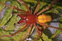 Cheiracanthium punctorium