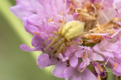 Cheiracanthium sp