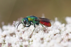 Chrysis elegans