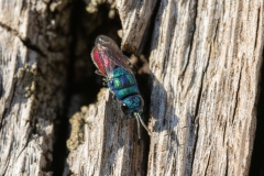 Chrysis sp
