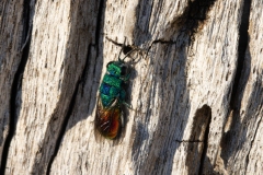 Chrysis sexdentata