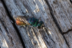 Chrysis sexdentata