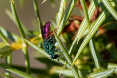 Chrysis terminata