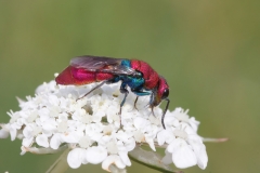 Chrysura cuprea