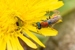 Chrysura sp